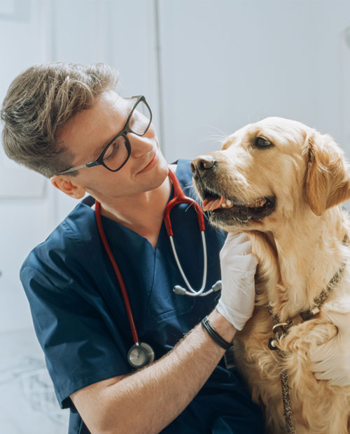 vet-and-a-dog-s