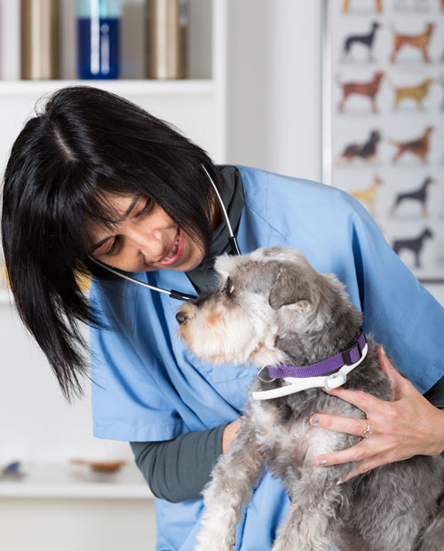 vet-and-a-dog2-s